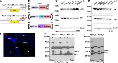 Ascl1 phospho-site mutations enhance neuronal conversion of adult cortical astrocytes in vivo